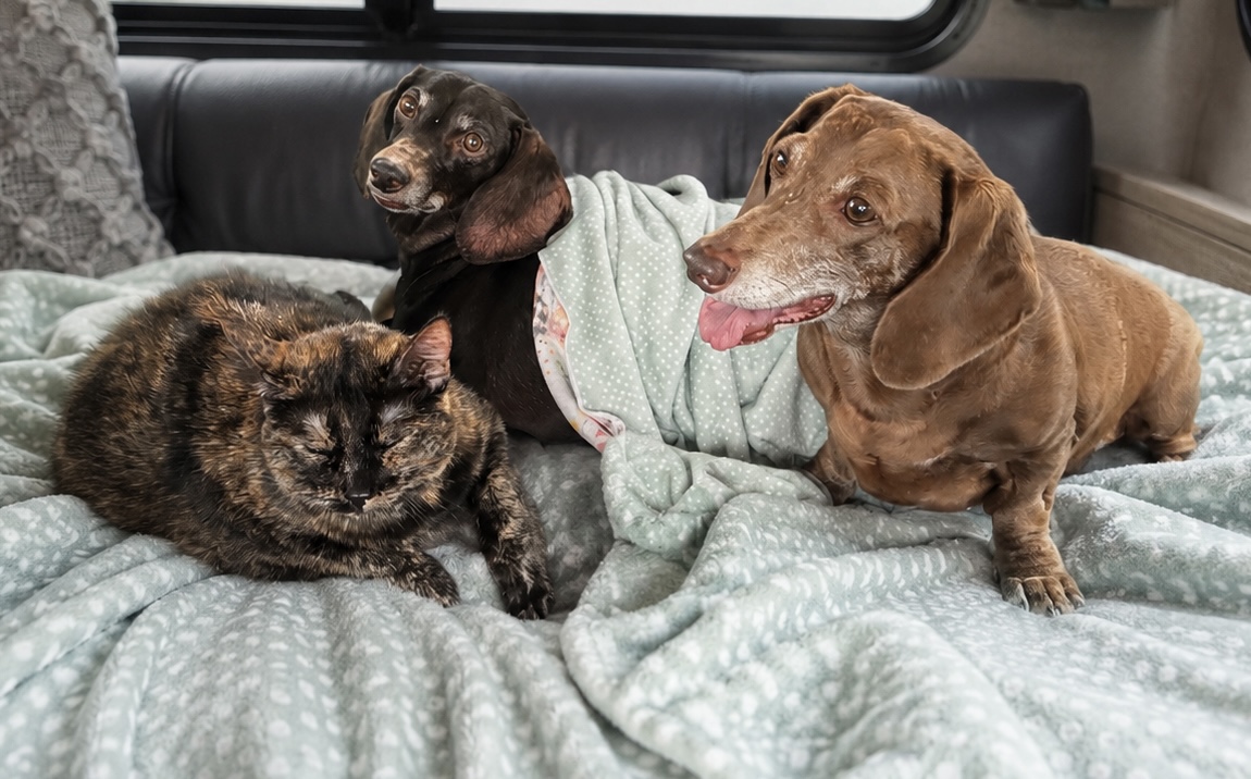 Oscar, Harley & Paisley