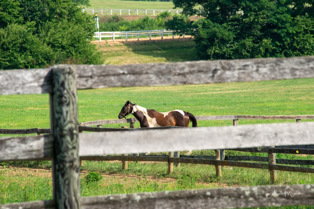 Thoroughbred Center